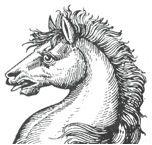 horse's head