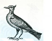 lapwing